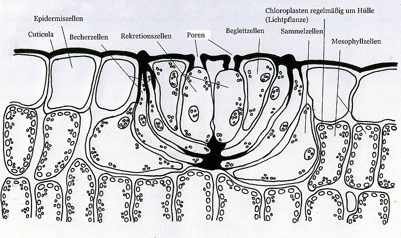 Datei:Halophyt 001.jpg