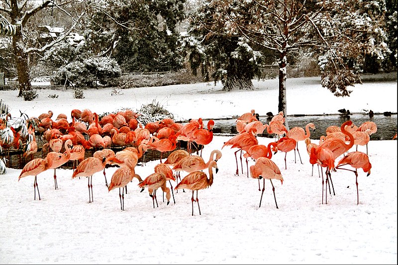 Datei:Rosa Flamingos im Schnee.jpg