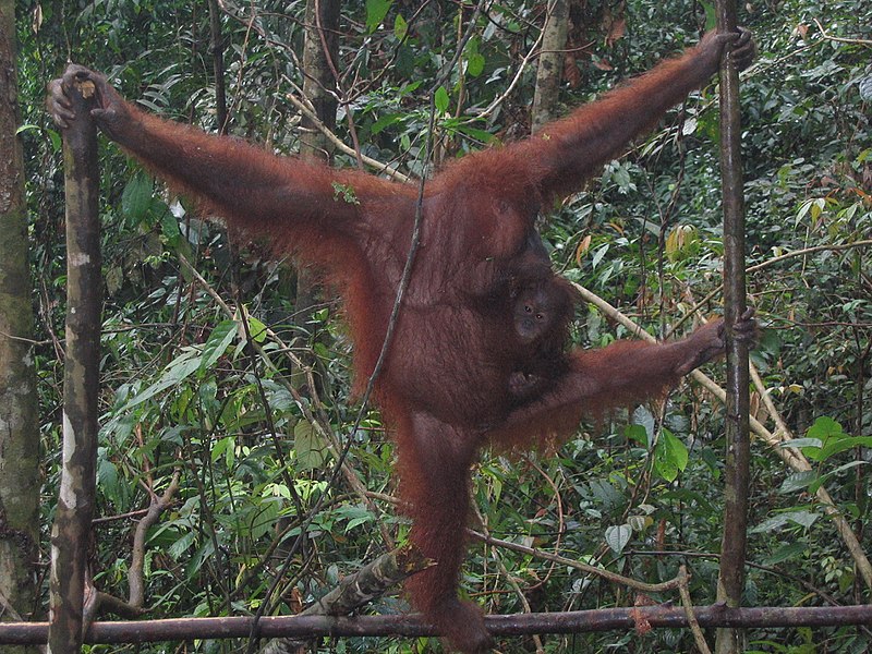 Datei:Orang-utan nachwuchs bukit lawang 2006.jpg