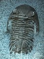 Trilobit