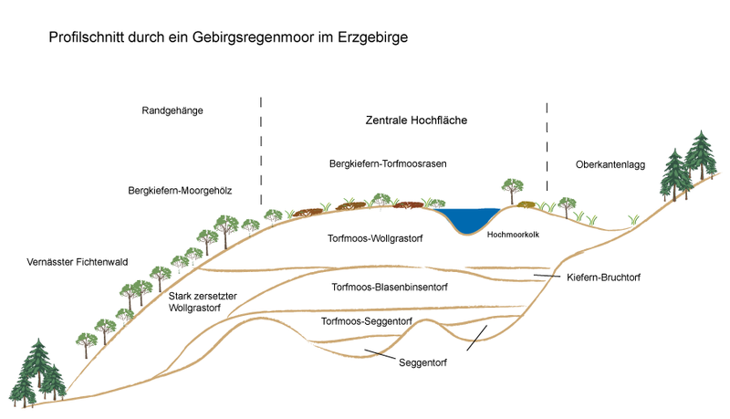 Datei:Profilschnitt Gebirgshochmoor.png