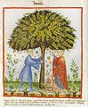 Jujube (Ziziphus jujuba). In: Abdul ibn Butlan. Tacuinum sanitatis in medicina. 13. Jh., Codex Vindobonensis Series Nova 2644, Blatt 15v[24]