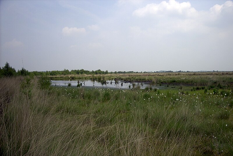 Datei:Hochmoor Renaturierungsflaeche.jpg