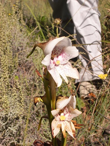 Datei:Disa crassicornis.jpg