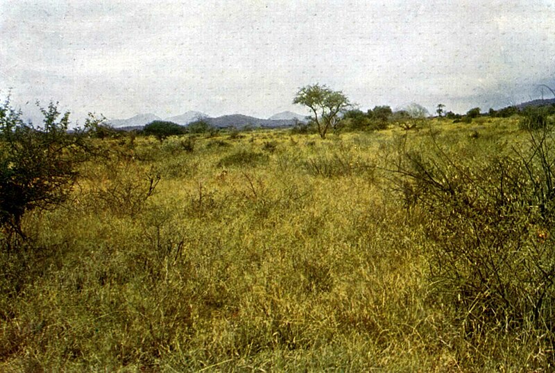 Datei:Landschaft aus der Massaisteppe 1910.jpg