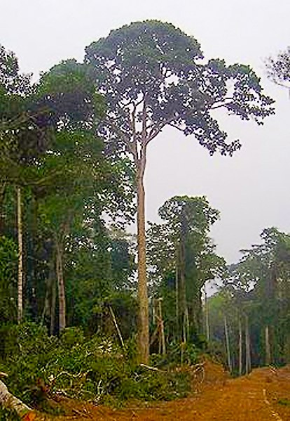 Datei:Sapeli Tree Congo Brazzaville.jpg