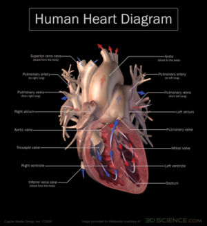 ފައިލު:Human Heart.jpg