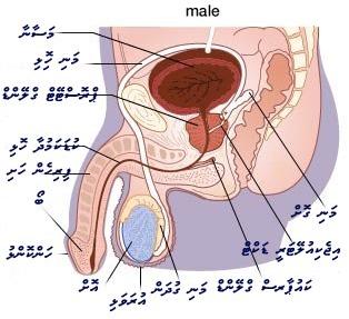 ފައިލު:Mgt23.JPG