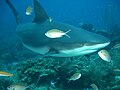 Grey reef shark.