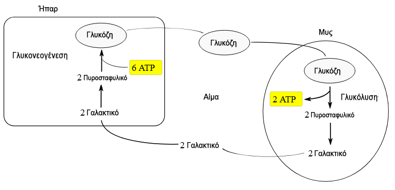 Αρχείο:Κύκλος Κόρι.png