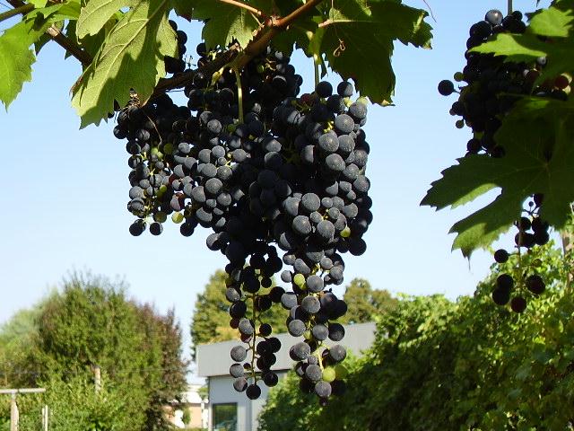 File:Lambrusco uva.JPG