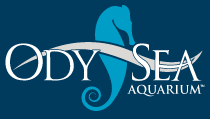 File:Logo of OdySea Aquarium.png