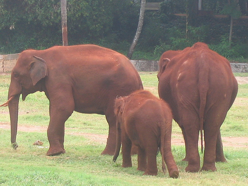 File:ElephantFamily.jpg