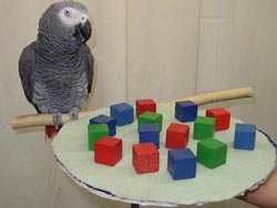 Alex the Parrot with blocks