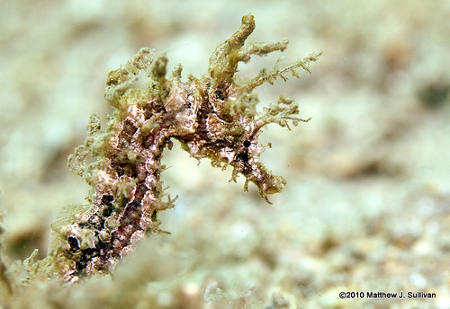 File:Linedseahorse.jpg