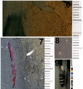 Portions of images in figure 14 are shown in panels 6, 7, and 8. Sediment texture is detailed in panel 6, a polychaete worm is evident in panel 7, and panel 8 shows Echinocardium (heart urchin) shell fragments in silt matrix. Panel 9 shows a diver giving the ‘thumbs up’ sign to the scanner to illustrate the limited depth of field of the second prototype. Poor water visibility is also in evidence by the heavy background lighting. All scale divisions are in millimetres.