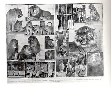 File:Boyds animals.jpg