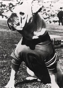 File:Uga I mascot.jpg