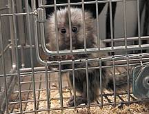 File:Marmoset.jpg