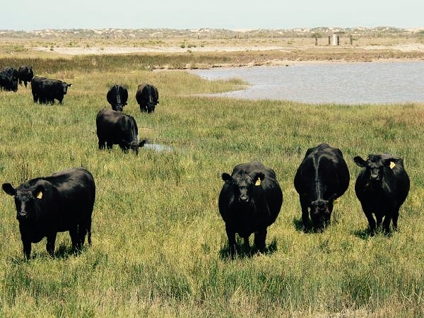 File:Wagyu Bulls on Hindmarsh Island.jpg