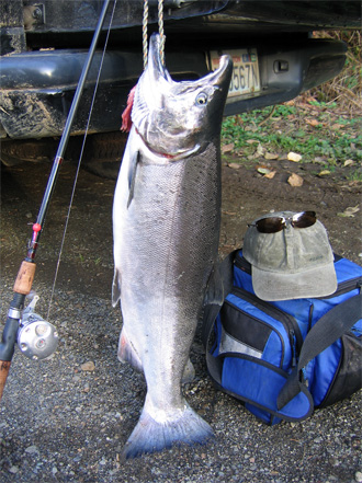 File:Coho on Bumper.jpg