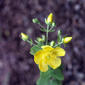 Hypericum augustinii, крупный план, blooming.jpg