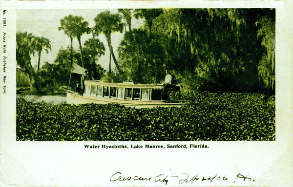 File:Water hyacinths on Lake Monroe Florida 1903.jpg