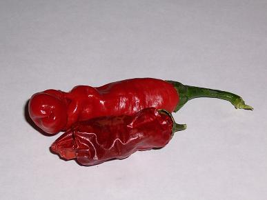 File:Mature peter red chili next to a dried pod.PNG