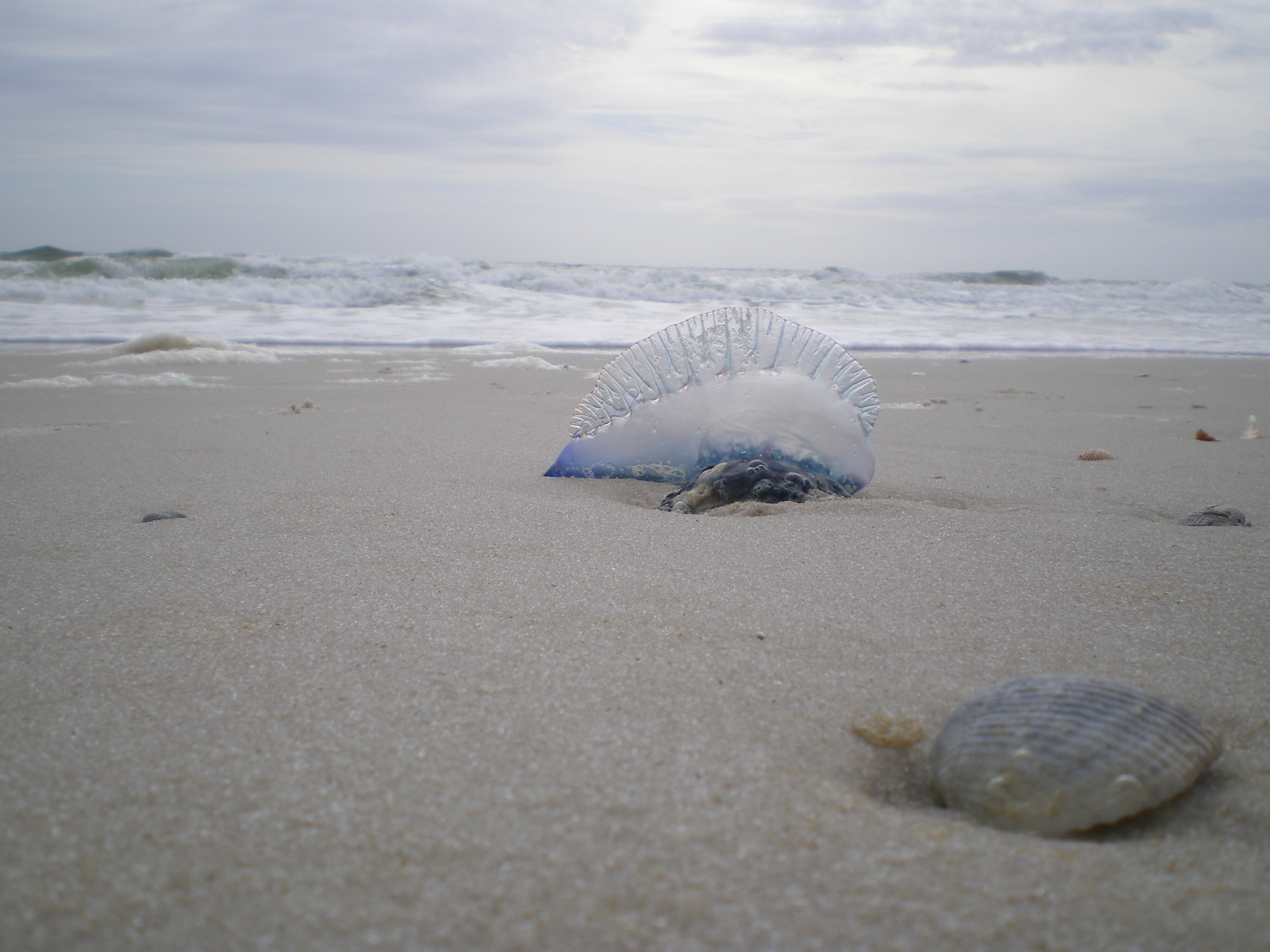 War Gulf Shores Alabama.