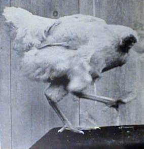 File:MikeTheHeadlessChicken.jpg