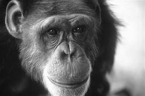 File:Washoe chimpanzee.jpg