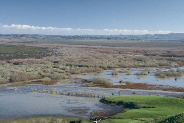 File:Whangamarino Wetland looking west from Falls Road.jpg