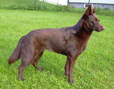 File:AustralianKelpie.jpg