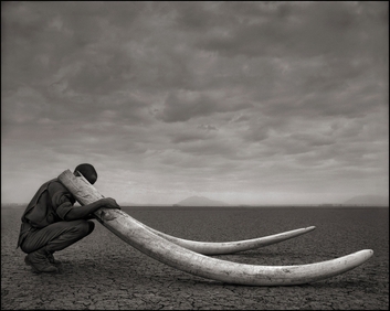 File:Nick Brandt-Ranger-with-Tusks-of-Killed-Elephant-Amboseli-2011-800px.jpg