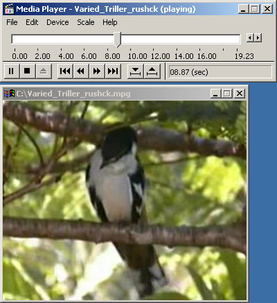 File:Media Player v5.0 (Microsoft).jpg