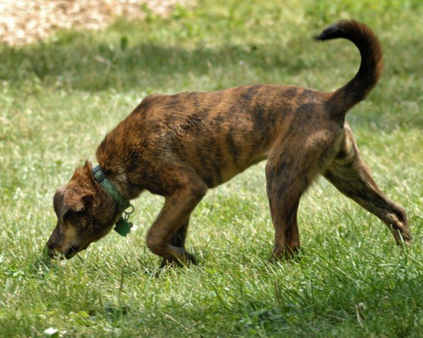 File:Brindle plott hound.jpg - Wikipedia