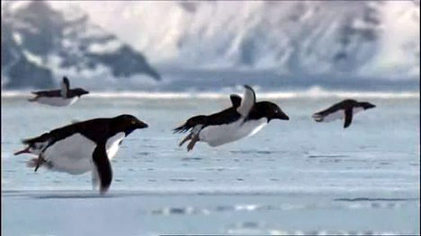 Flying-penguins.png