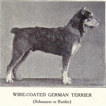 http://upload.wikimedia.org/wikipedia/en/6/6d/StdSchnauzerHistory1915.jpg