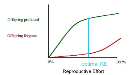 File:Reproductive effort iteroparous.jpg