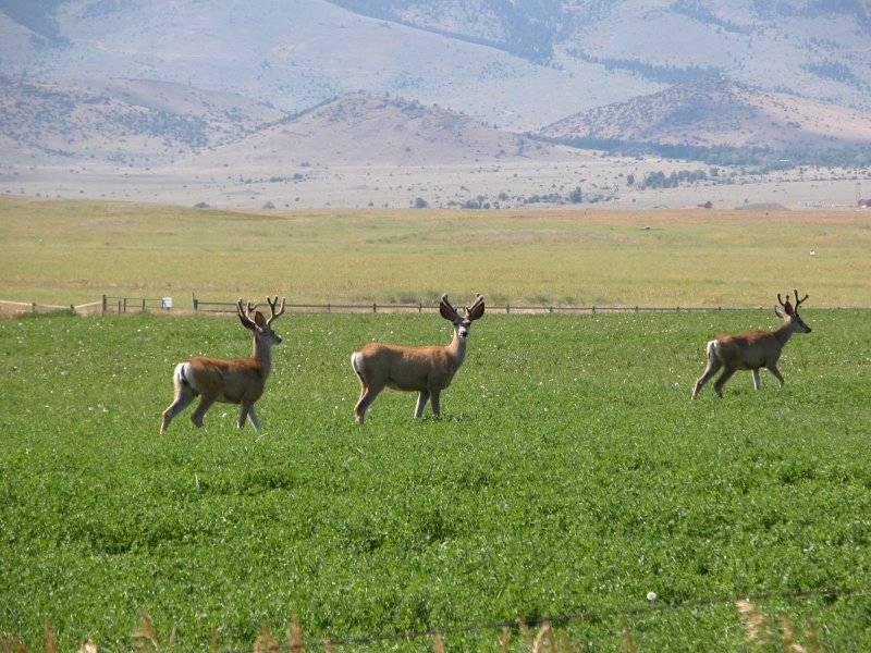 File:Paradise Valley Mule Deer.jpg