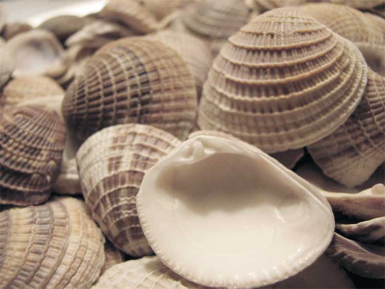 Venus Clam