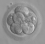 File:Embryo, 8 cells45px.png