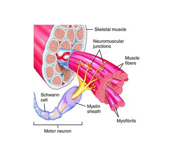 Motor neuron structure description