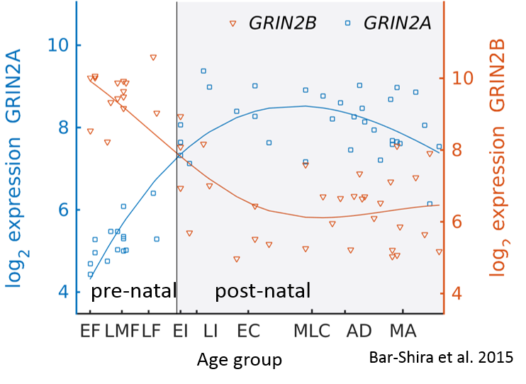 File:NR2B-NR2A switch in human cerebellum, microarrays, Bar-Shira et al 2015.png