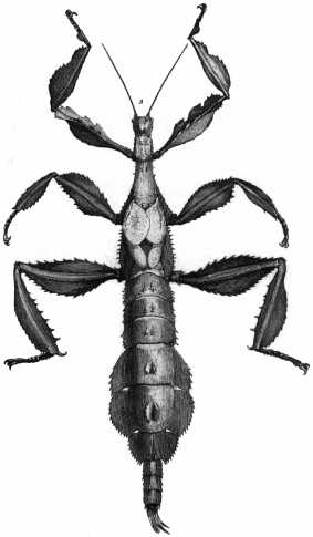 File:Extatosoma tiaratum (Macleay, 1826).jpg