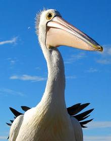 File:Mr Percival pelican.jpg