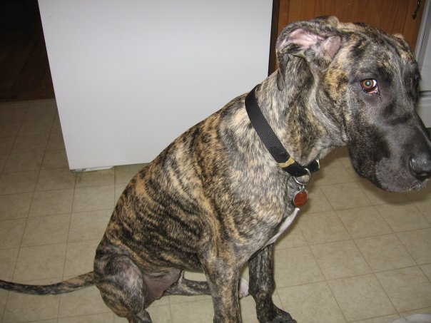 File:Brindle Great Dane.jpg