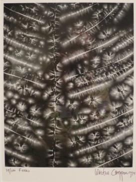 File:'Fern' by Walter Chappell, 1974, Honolulu Museum of Art.JPG