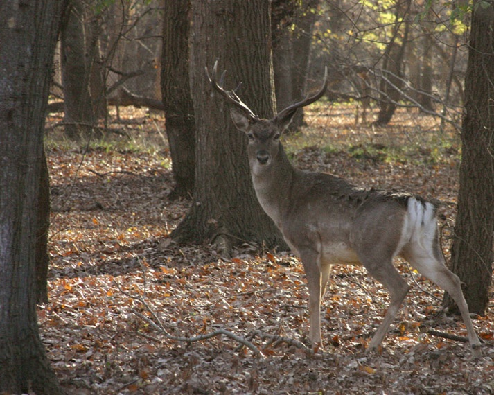 File:Persian Fallow Deer (male).jpg