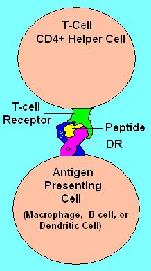 File:DR Pept TCR.JPG